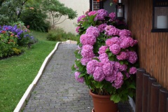 20250726_blumenschmuck-02