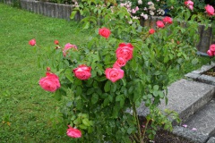 20250726_blumenschmuck-12
