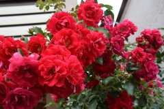 20250726_blumenschmuck-15