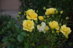 20250726_blumenschmuck-16