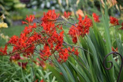 20250726_blumenschmuck-18