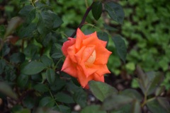 20250726_blumenschmuck-20