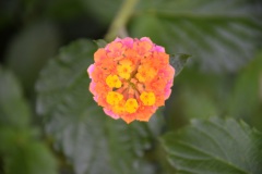 20250726_blumenschmuck-21