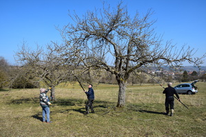 Baumschnitt auf dem Kutschenberg